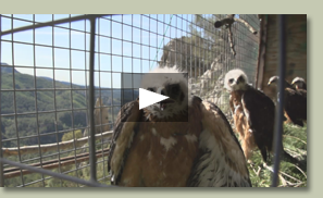 Reintroducción del águila de Bonelli en Mallorca